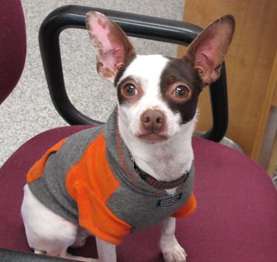PET OF THE WEEK: McGraw is ‘super-sweet, irresistible’