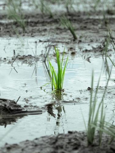 pexels-will-chen-246349093-35707025