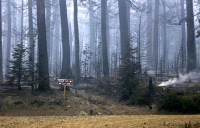 Fire brings benefits to forest