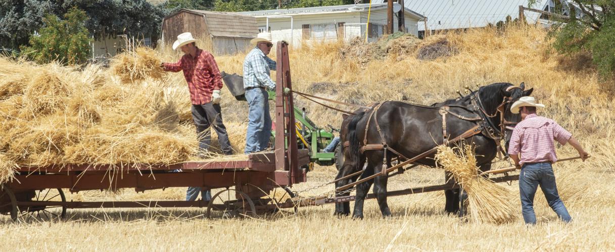 threshing_bee_2025_1.jpg