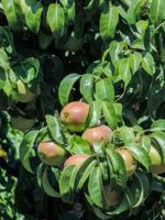 Summer pear harvest begins, outlook good