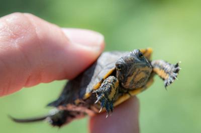 Tiny Turtle.jpg