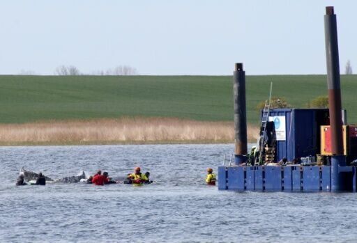 The humpback whale was guided to a special barge for the last-ditch rescue operation