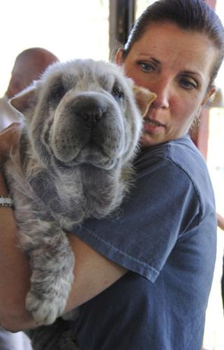 Wanted: Homes for rescue dogs