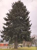 December Tree of the Month