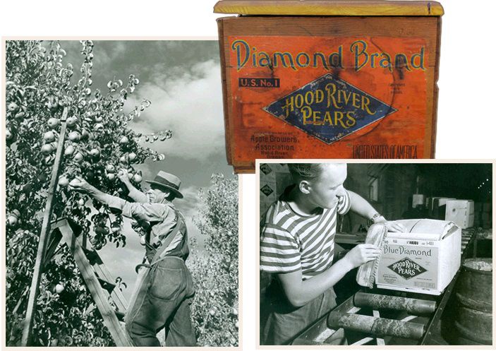 Roots and Branches: A grand mural