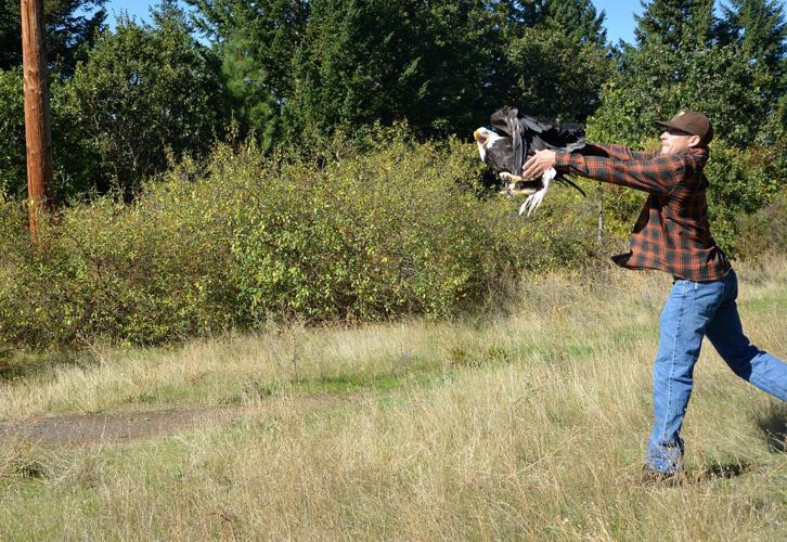 Rescued bald eagle released back into wild