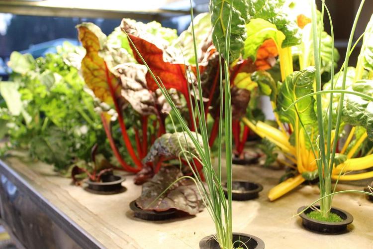 Eden Grow Systems green onions and swiss chard.jfif