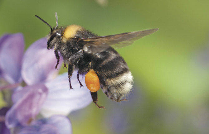 Biologist finds rare bumblebee on Mt. Hood