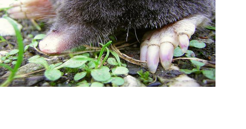 Garden Gathering: Managing moles, voles and gophers - Vimarsana News