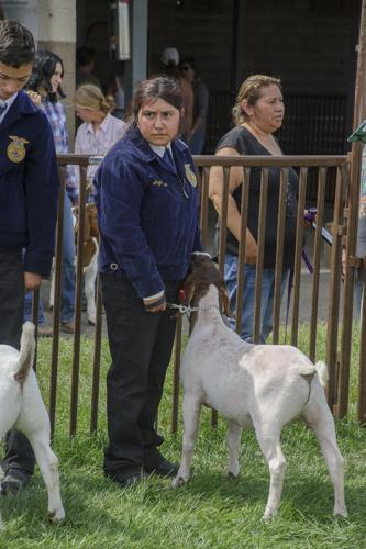 08-24 Klickitat Fair Goat_MBG6968.jpg