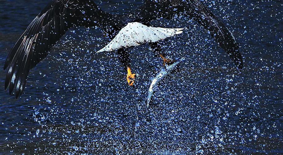 WILD eagle sighting 1 PRINT.jpg