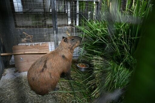 An injured capybara is treated at the Center for Wildlife Animal Recovery after being attacked in Rio de Janeiro