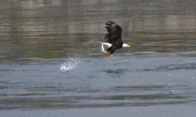 ‘Eagle Watch’ is Saturday