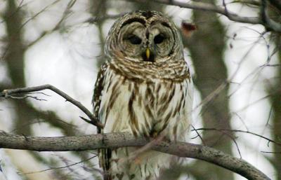 One owl suffers for another’s fate