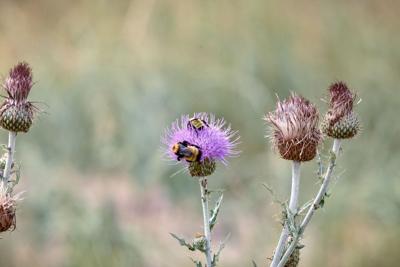 Canada Thistle