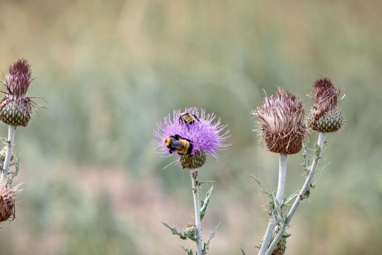 Canada Thistle
