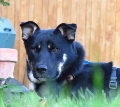 Pet of the Week: Sweet Hank ‘loves all dogs’