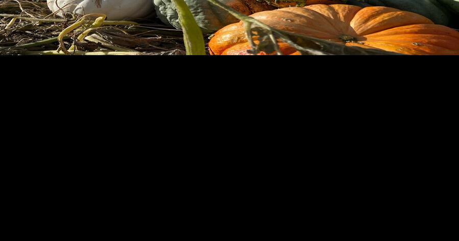 Pumpkin patch opens near Maupin | Gorge Life ...