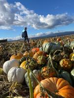 Pumpkin patch opens near Maupin