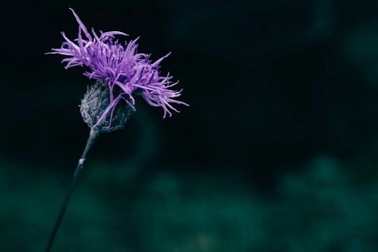 Knapweed