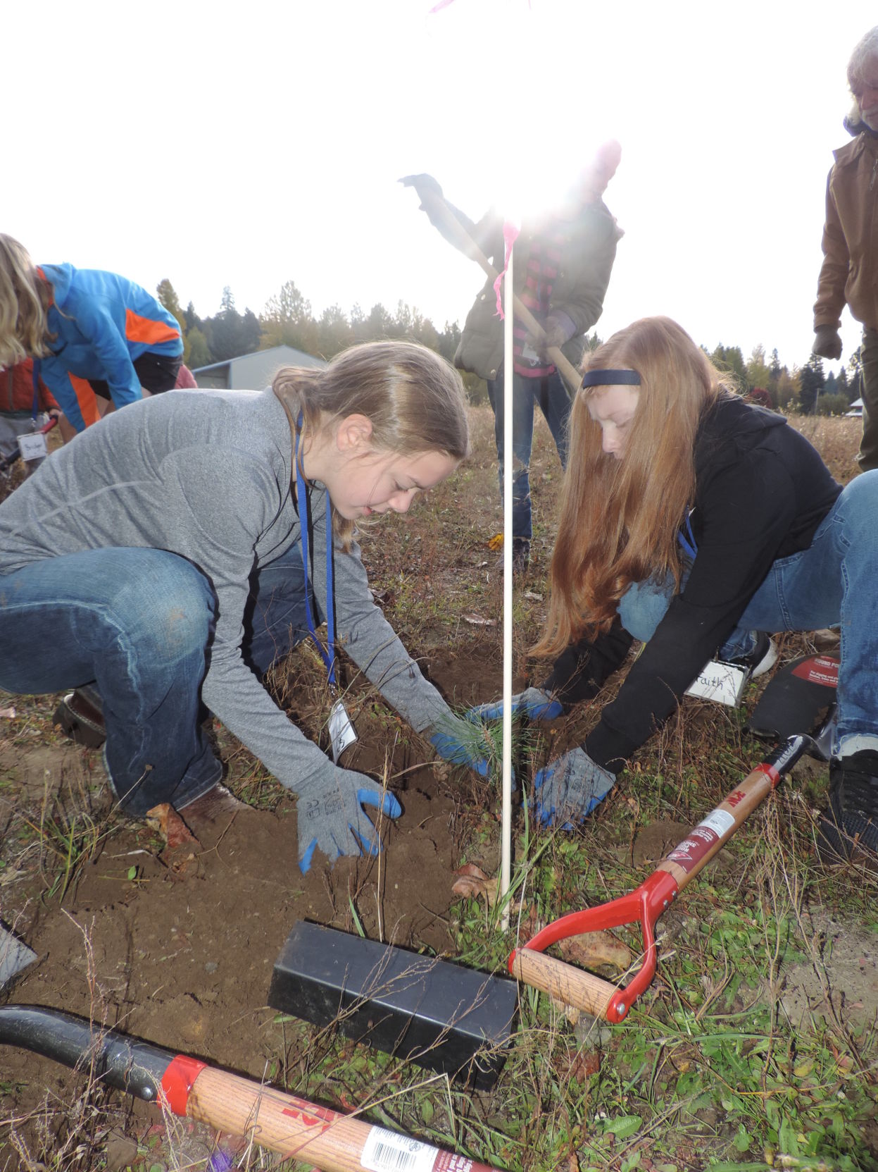 A1 trees of the gorbe, crop to JUST ABOVE girls' heads.JPG