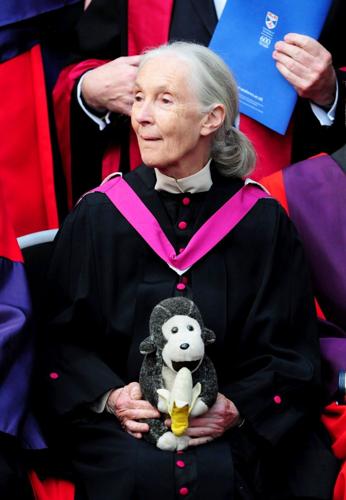 Jane Goodhall posthumously named Peta’s person of the year
