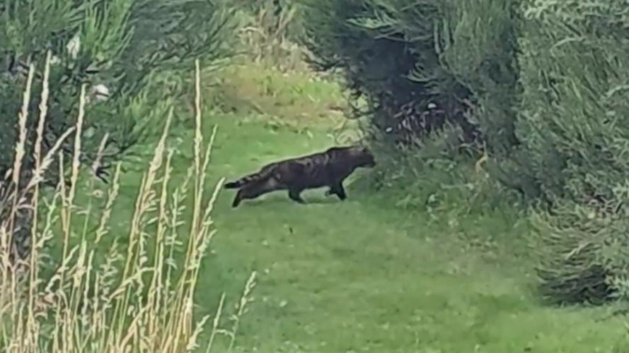 A ‘big cat’ has been captured on camera around a trout fishery – leaving experts confused about what it is.