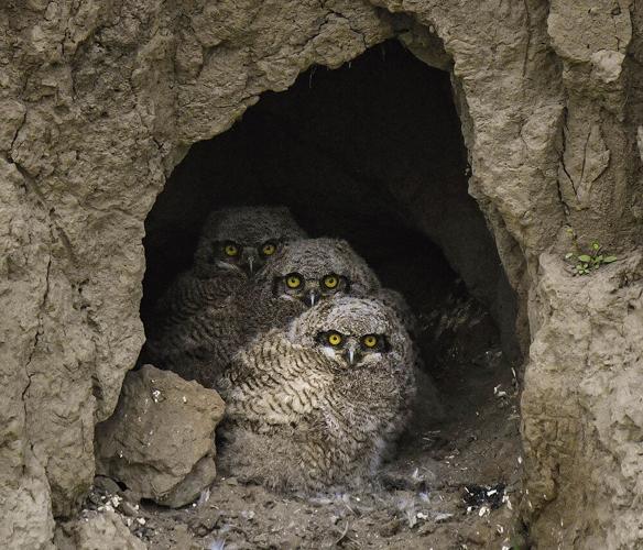 A5 WILD Owl family update