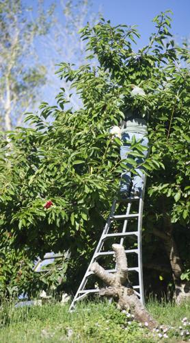 heater_myerson_orchards_6.jpg