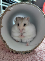 Husky hamster put on strict diet after growing to size of potato