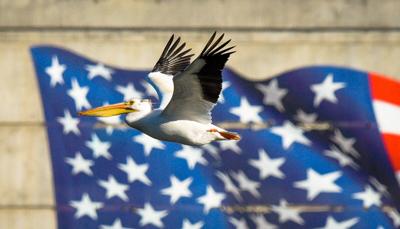 American Pelican