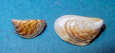 A2 mussels, zebra, left and quagga.jpg