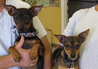 PET OF THE WEEK: Robin and Ted are ‘double the fun’