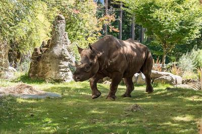 Oregon Zoo King the rhino