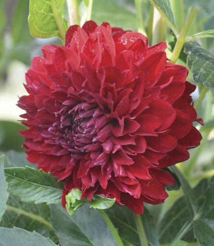 Dahlias are a great spring project