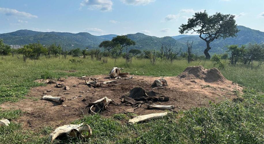 Elephants shape grassy plains where they roamed for years after their deaths