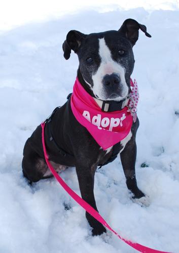 Pet of the Week: Misty ‘fits perfectly on any lap’