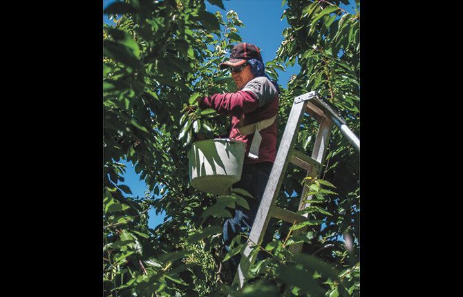 Bing harvest gets underway