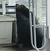 Say ‘so long,’ Ray