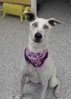 Pet of the Week: Gigi is ‘goofy, funny, sweet dog’ looking for her forever home