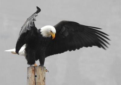 Eagle Watching