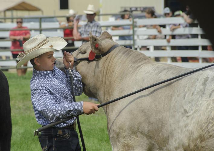 08-24 Klickitat Fair Steer_MBG6950.jpg