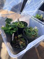 Cold frame   gardening