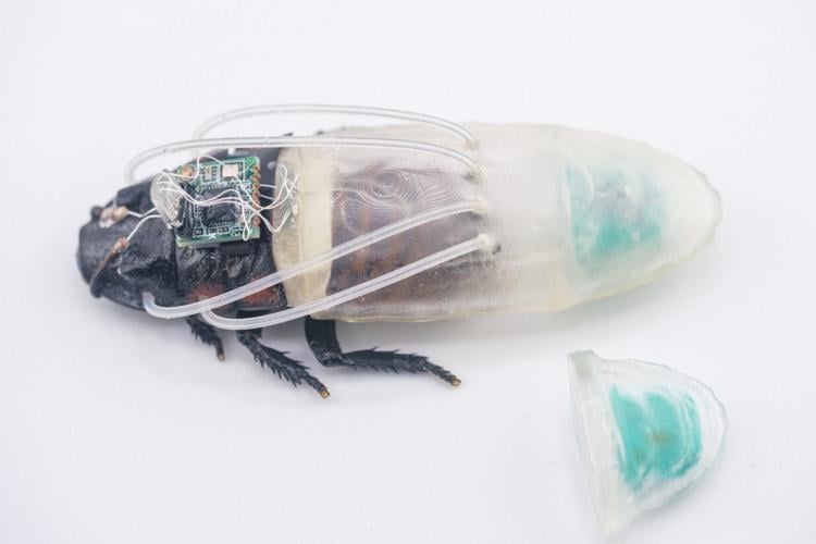 “Cyborg cockroaches” get “diving suits” to seek out humans