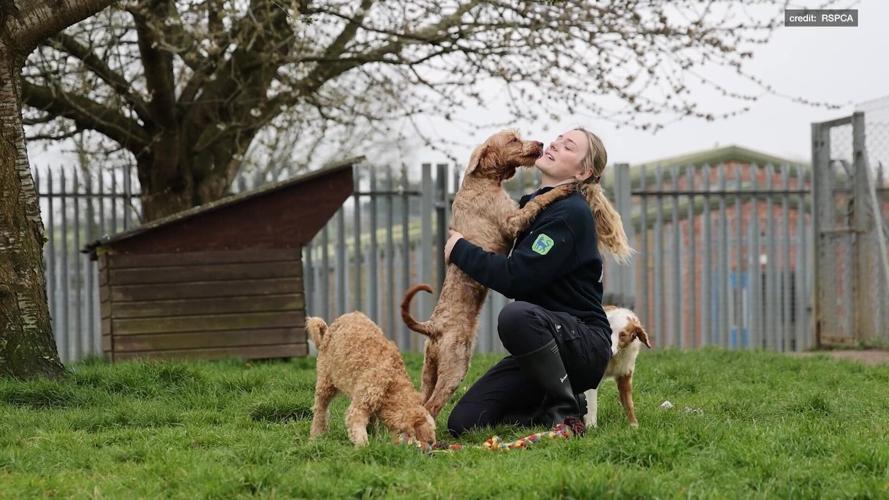 SWNS_POODLES_04_140715