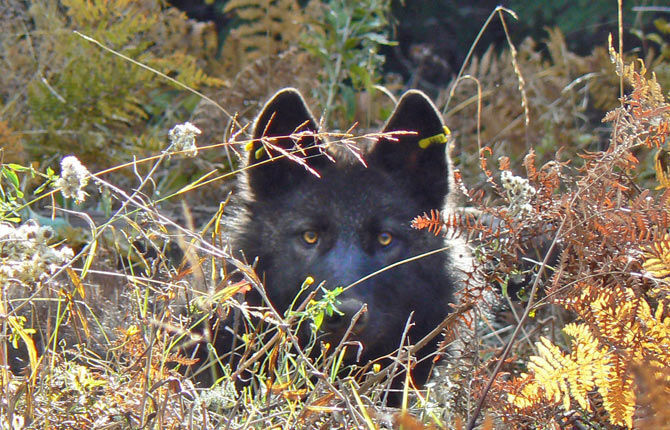 Ranchers: Wolf Trouble