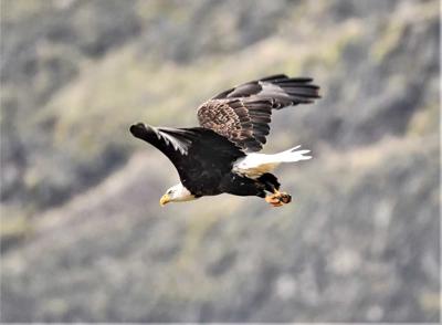 Bald Eagle