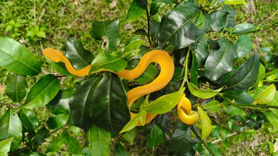 Farm workers are the people most likely to die from snakebites, reveals study