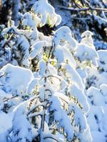 Snowpack in first week of 2019 sits below average